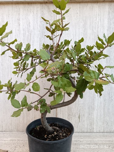 Bonsai prebonsai leccio - bonsai,
