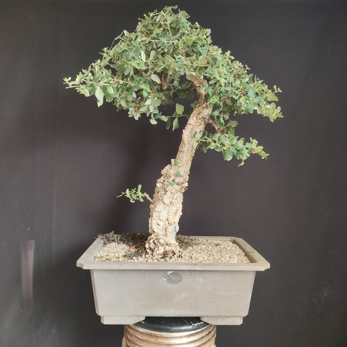 Pre bonsai esemplare - pre,