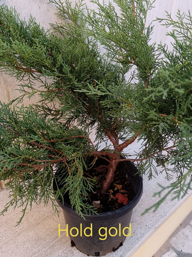 Svendita pre bonsai - svendita, 25%