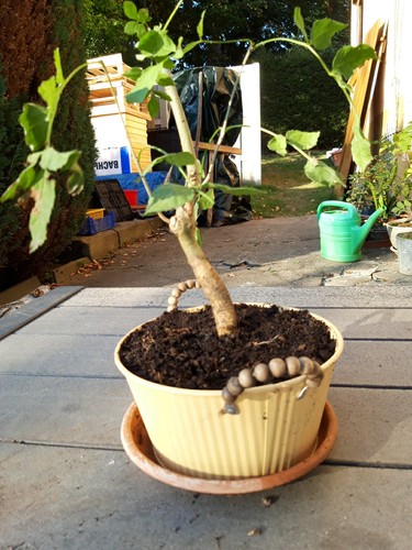 Pre bonsai - pre, bonsai/bonsai