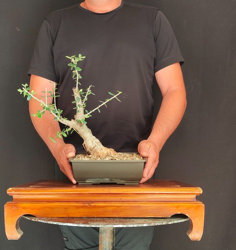Pre bonsai shoin olivastro - pre,