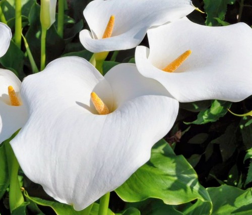 Ultimi rizomi calla bianca - calla,