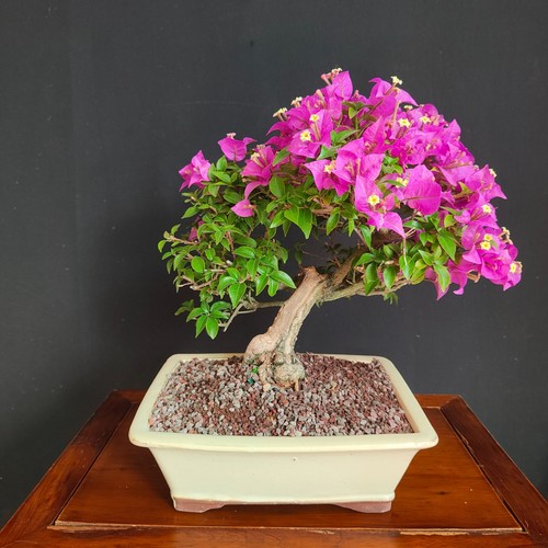 Bonsai bouganvillea - di,