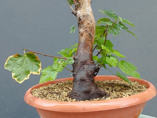 Pre bonsai acero - pre-bonsai, di